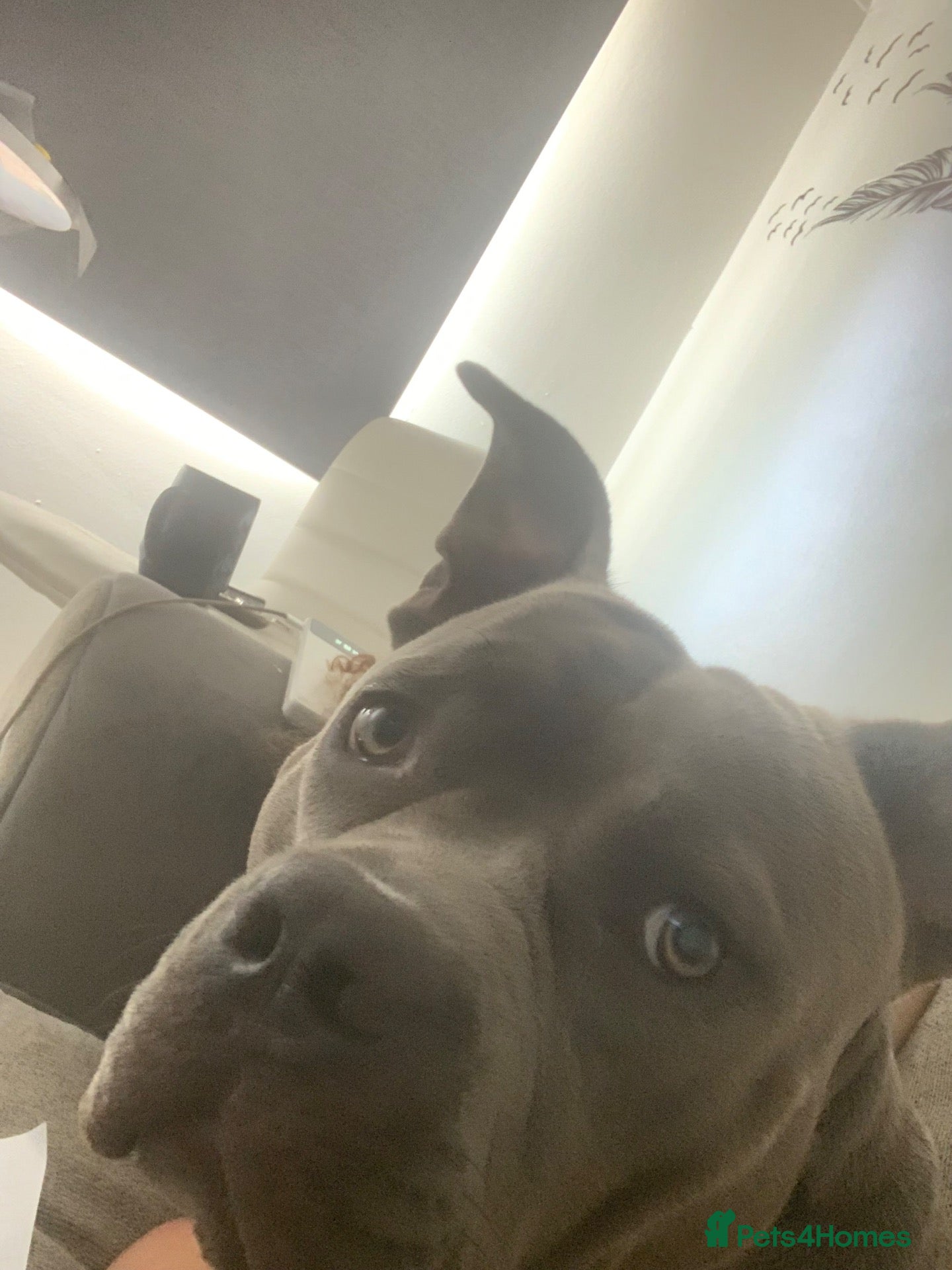 Mixed Breed dogs Big chiefo - Advert 1
