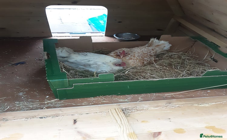 Chickens poultry - Advert 1