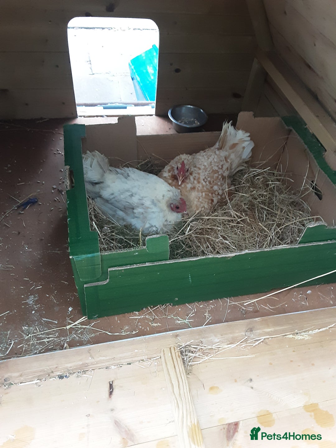 Chickens poultry for sale: Broody Serama hens for sale - Image 1