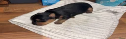 Yorkshire Terrier dogs for sale: Beautiful Merle Yorkshire terrier puppies  - Advert 14