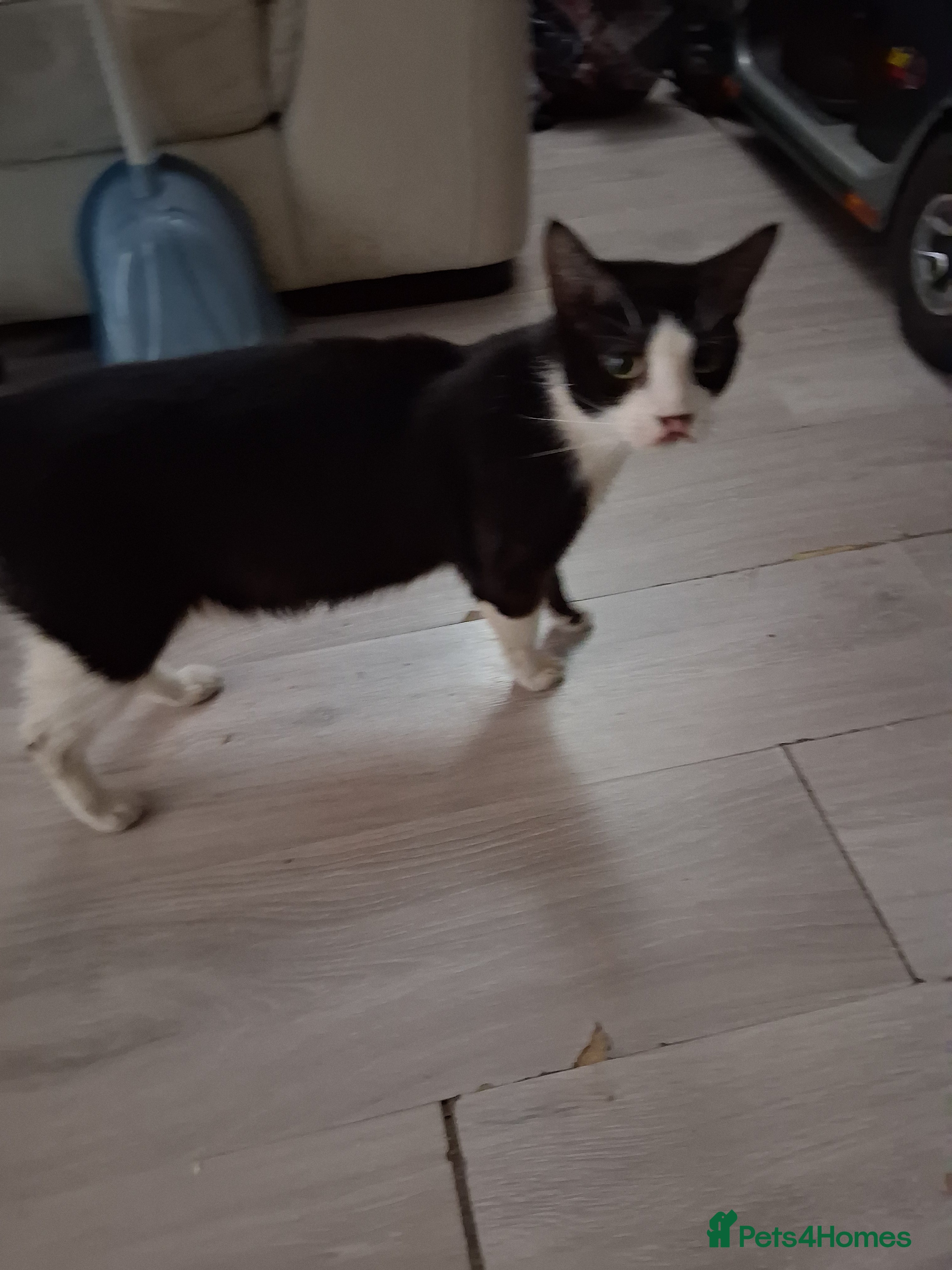 Mixed Breed cats Lovely kittens - Advert 3