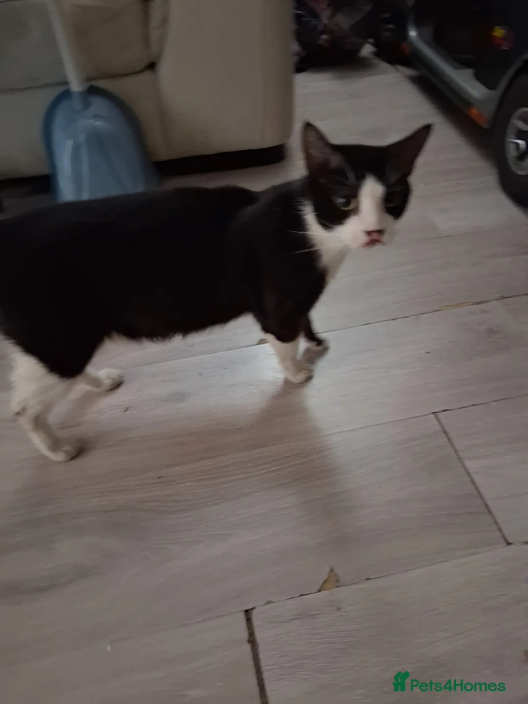 Mixed Breed cats for sale: Lovely kittens - Advert 1