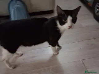 Mixed Breed cats Lovely kittens - Advert 1