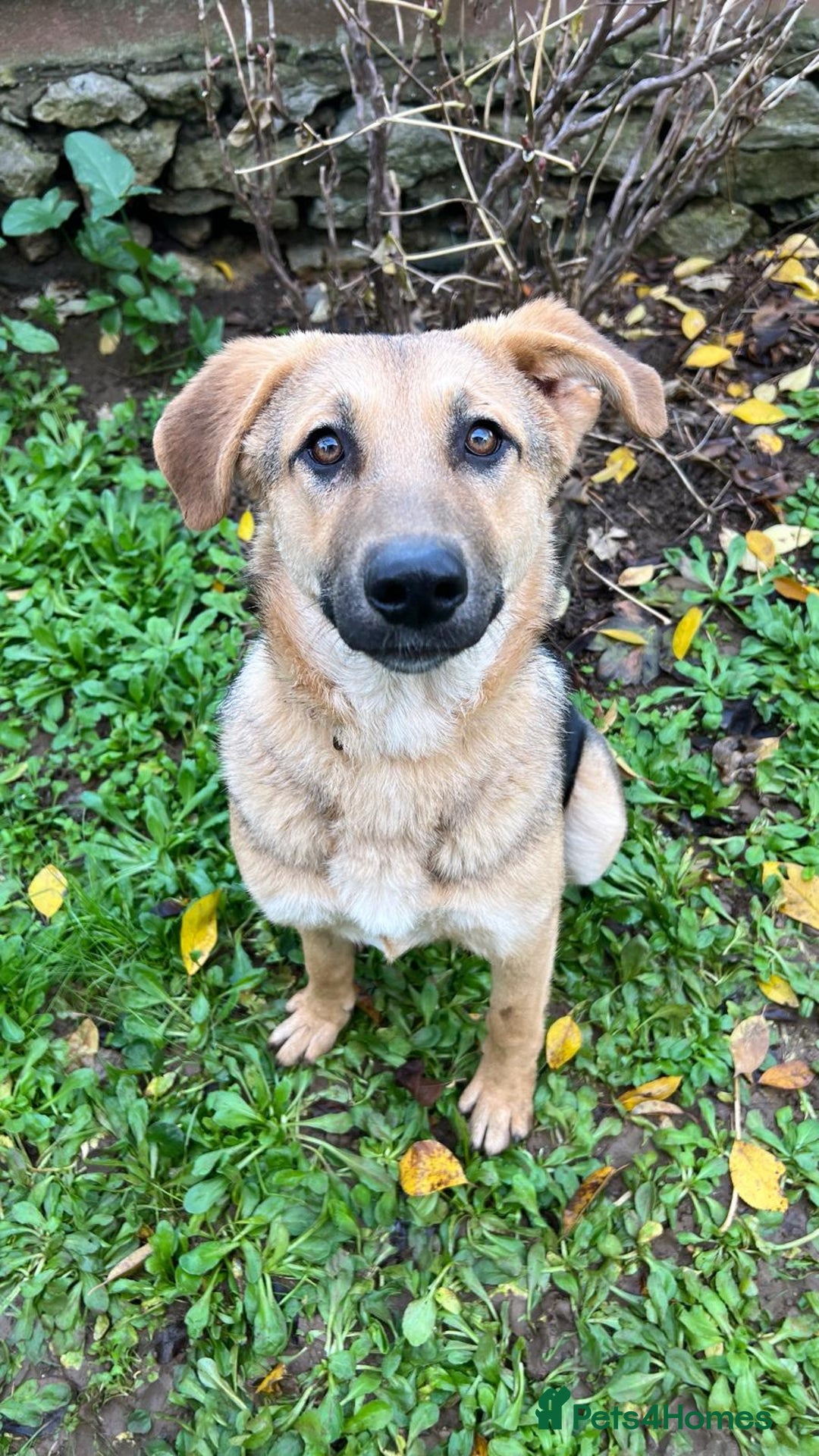 Anatolian Shepherd dogs for adoption: 6.5-Month-Old Anatolian Shepherd Mix Ready For You - Advert 2