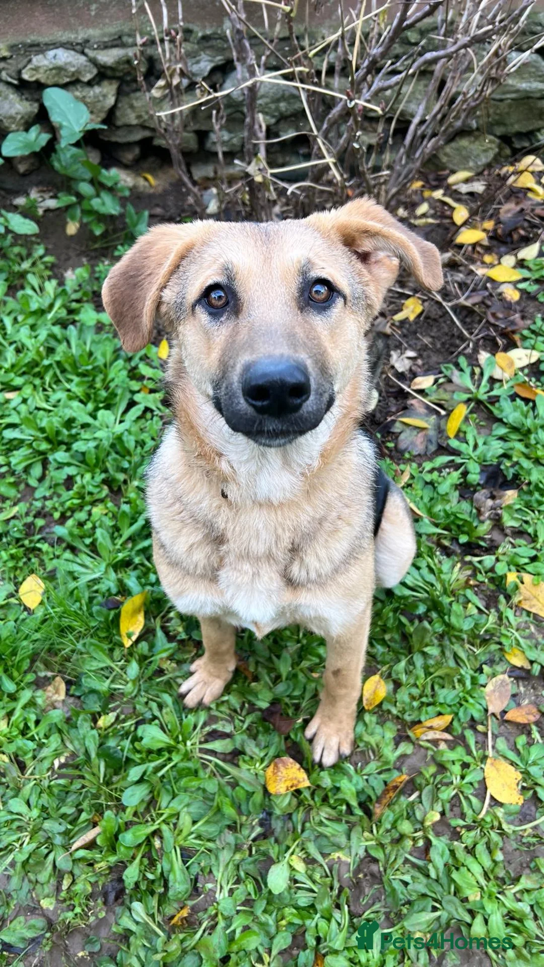 Anatolian Shepherd dogs for adoption: 6.5-Month-Old Anatolian Shepherd Mix Ready For You - Advert 8