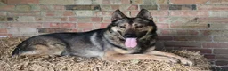 German Shepherd dogs for sale: Trained family dog - Advert 6