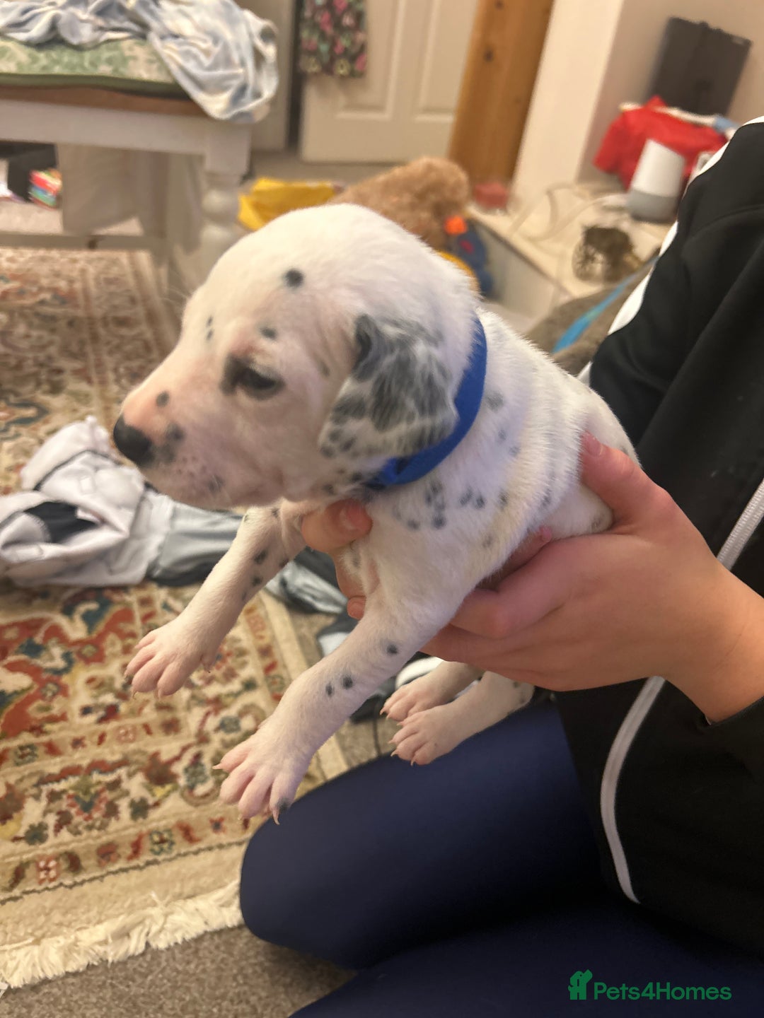 Dalmatian dogs for sale: Beautiful boys, BAER tested full hearing  - Advert 7