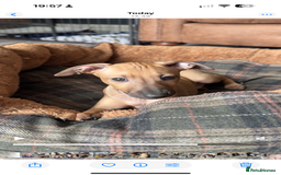 Italian Greyhound dogs for sale: Italian Greyhound Puppies from Champion Lines - Image 18