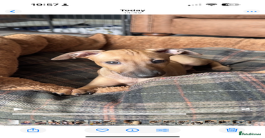 Italian Greyhound dogs - Advert 13