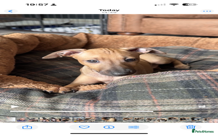 Italian Greyhound dogs - Advert 2