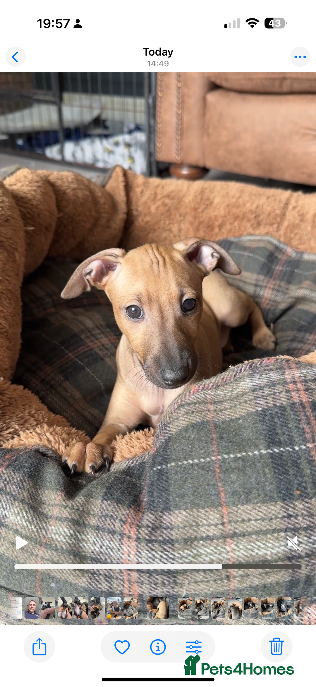 Italian Greyhound dogs for sale: Italian Greyhound Puppies from Champion Lines - Image 18