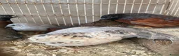 Mixed Breed poultry for sale: Beautiful Quals and Quals and chicken - Advert 13