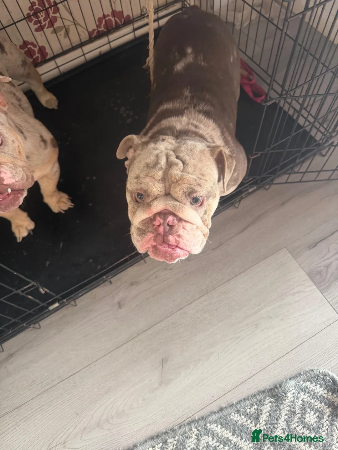 English Bulldog dogs for sale: Female English bulldog.  - Advert 4
