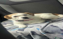 Jack Russell dogs for sale: Jack Russel puppies ready now! Dob is wrong - Image 19