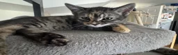 Mixed Breed cats for sale: Half Bengal - Half Mixed breed, litter trained,  in Enfield - Advert 12
