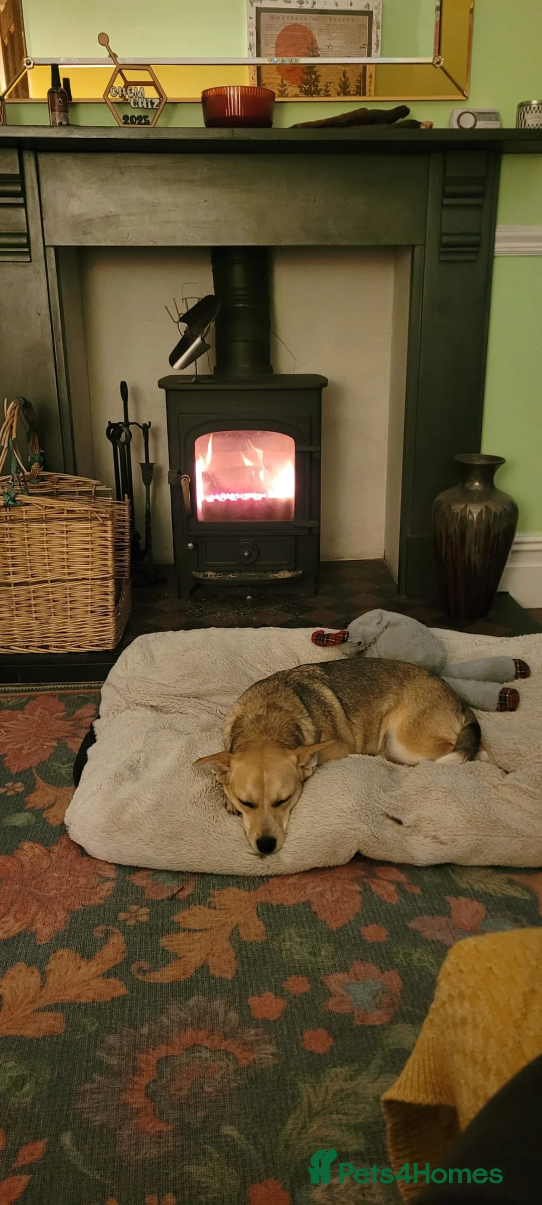 Mixed Breed dogs for adoption: OVERLOOKED: ❤️LOLLY❤️- small size 2 yo girl - Advert 15