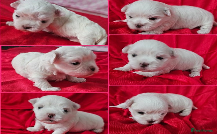 Maltese dogs - Advert 3