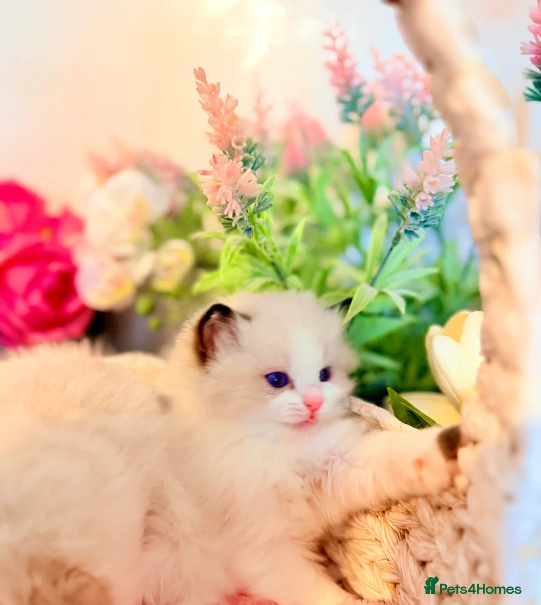 Ragdoll cats for sale: 🩷✨🏅GRAND CHAMP LINE TOP QUALITY RAGDOLLS - Advert 9