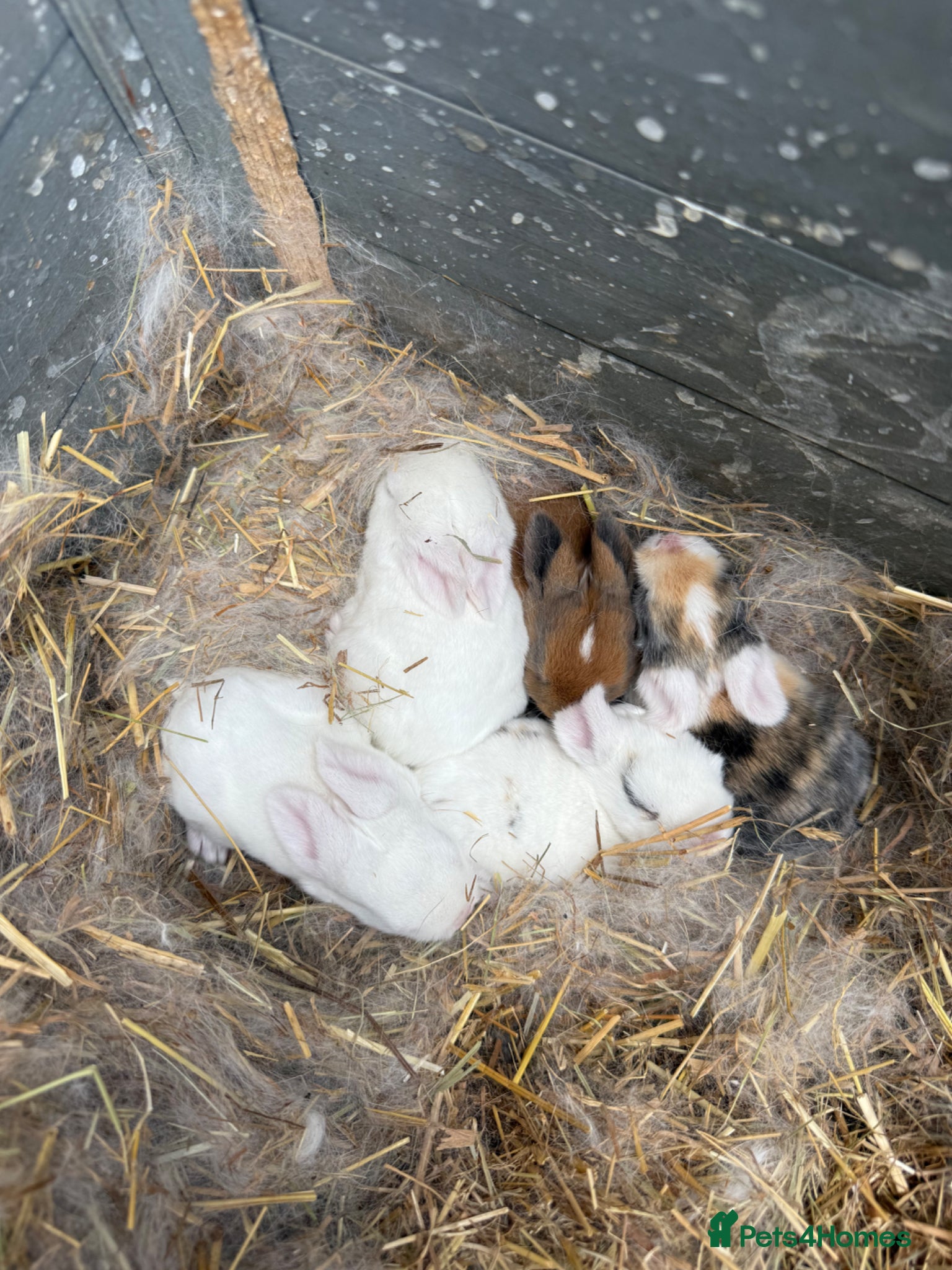 English Lop rabbits 5 bunnies - Advert 1