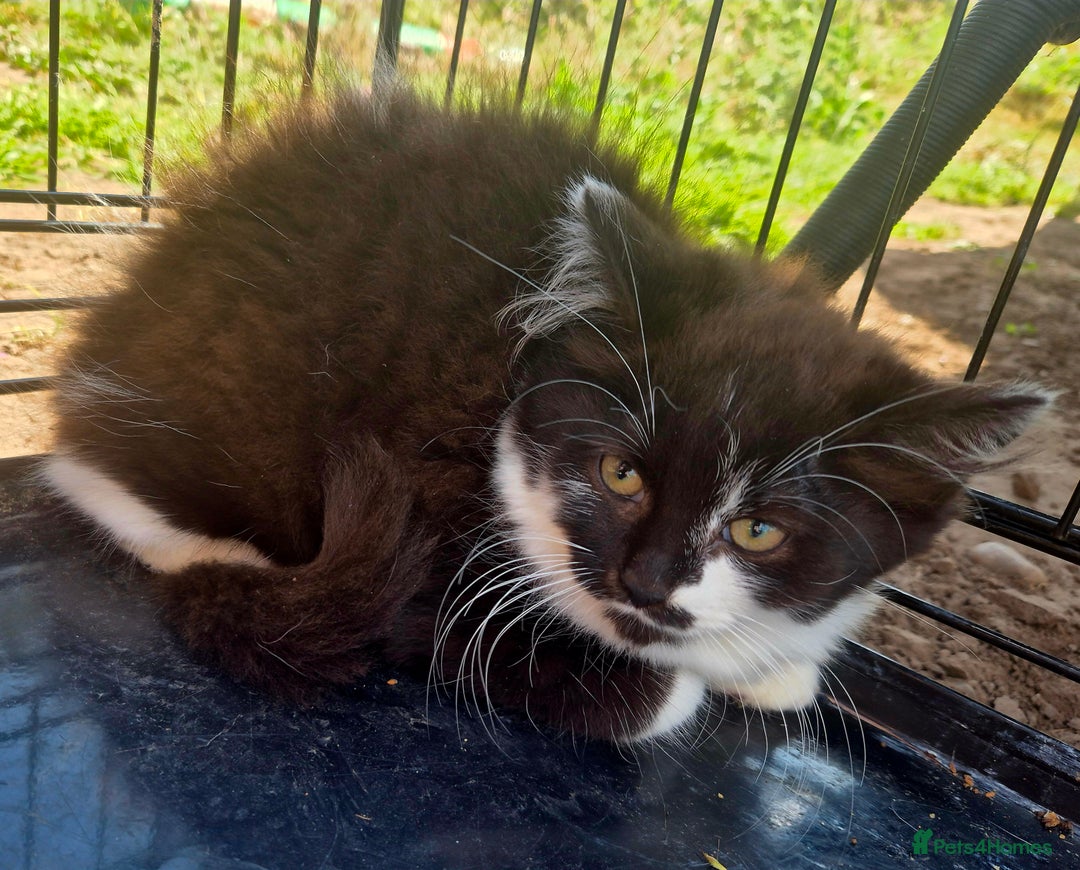 Mixed Breed cats for sale: Beautiful kittens - Image 5