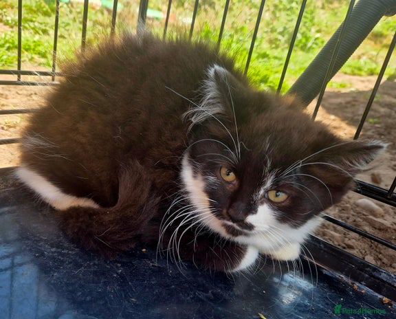 Mixed Breed cats - Advert 4