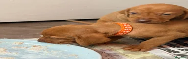Orange Collar Boy
