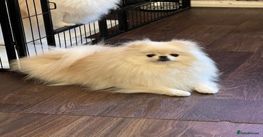 Pomeranian dogs - Advert 7