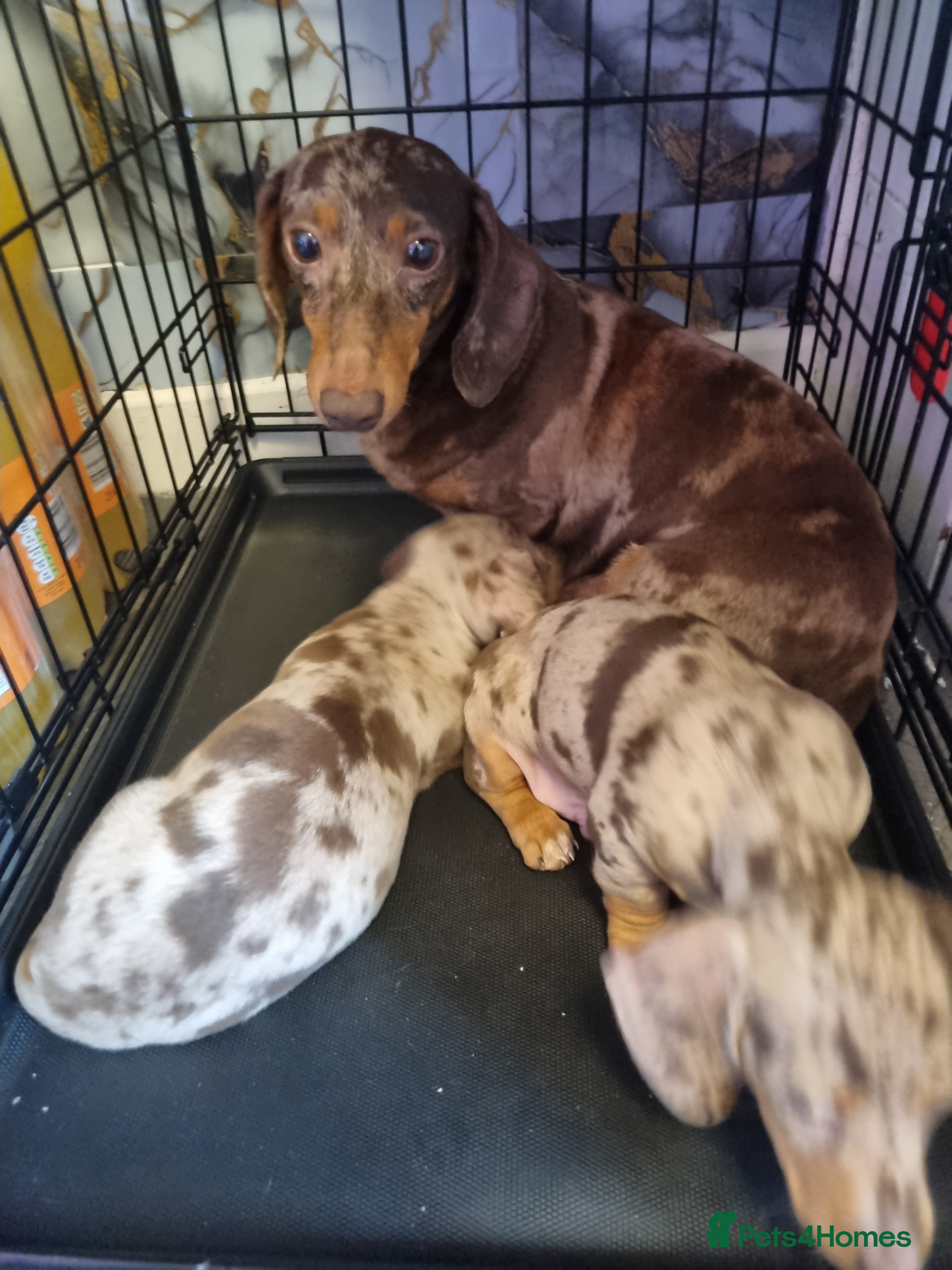 Dachshund dogs 🐾 2 Male Dachshund Puppies – 6 Weeks Old 🐾 - Advert 8