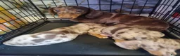 Dachshund dogs for sale: 🐾 2 Male Dachshund Puppies – 6 Weeks Old 🐾 - Advert 1