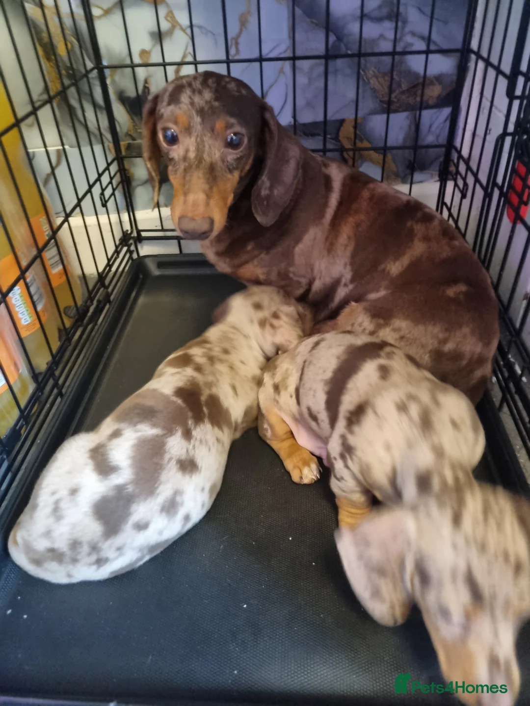 Dachshund dogs for sale: 🐾 2 Male Dachshund Puppies – 6 Weeks Old 🐾 - Advert 1