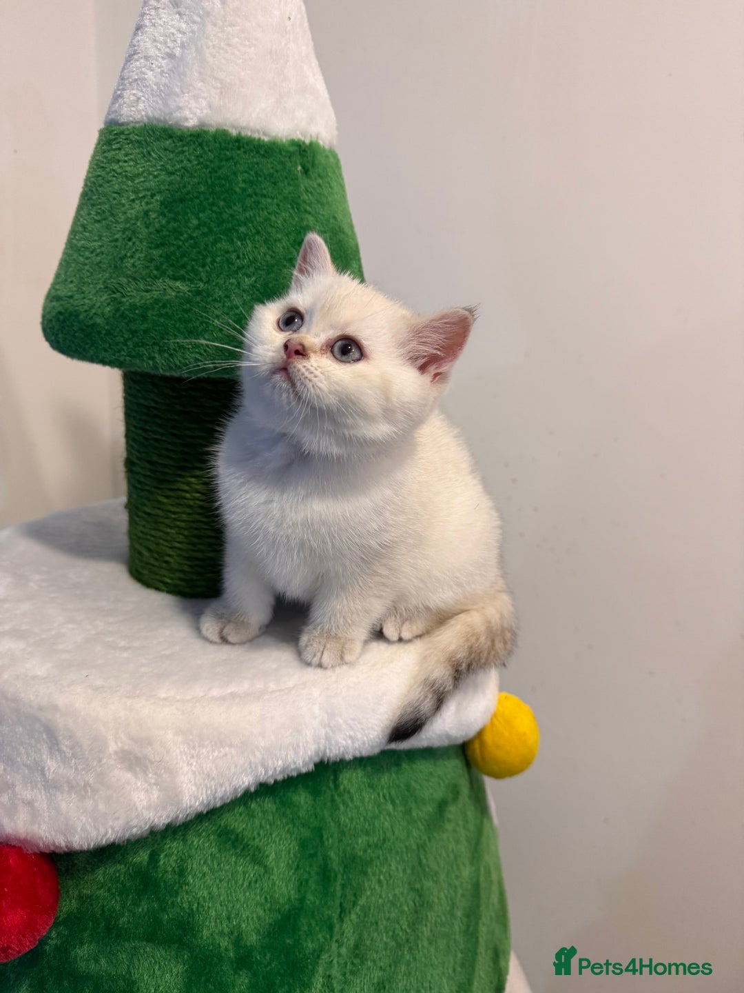 British Shorthair cats for sale: British Shorthair  - Advert 1