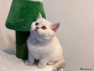 British Shorthair cats British Shorthair - Advert 5