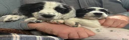 English Springer Spaniel dogs for sale: KC Registered springer spaniel puppies for sale  - Advert 3