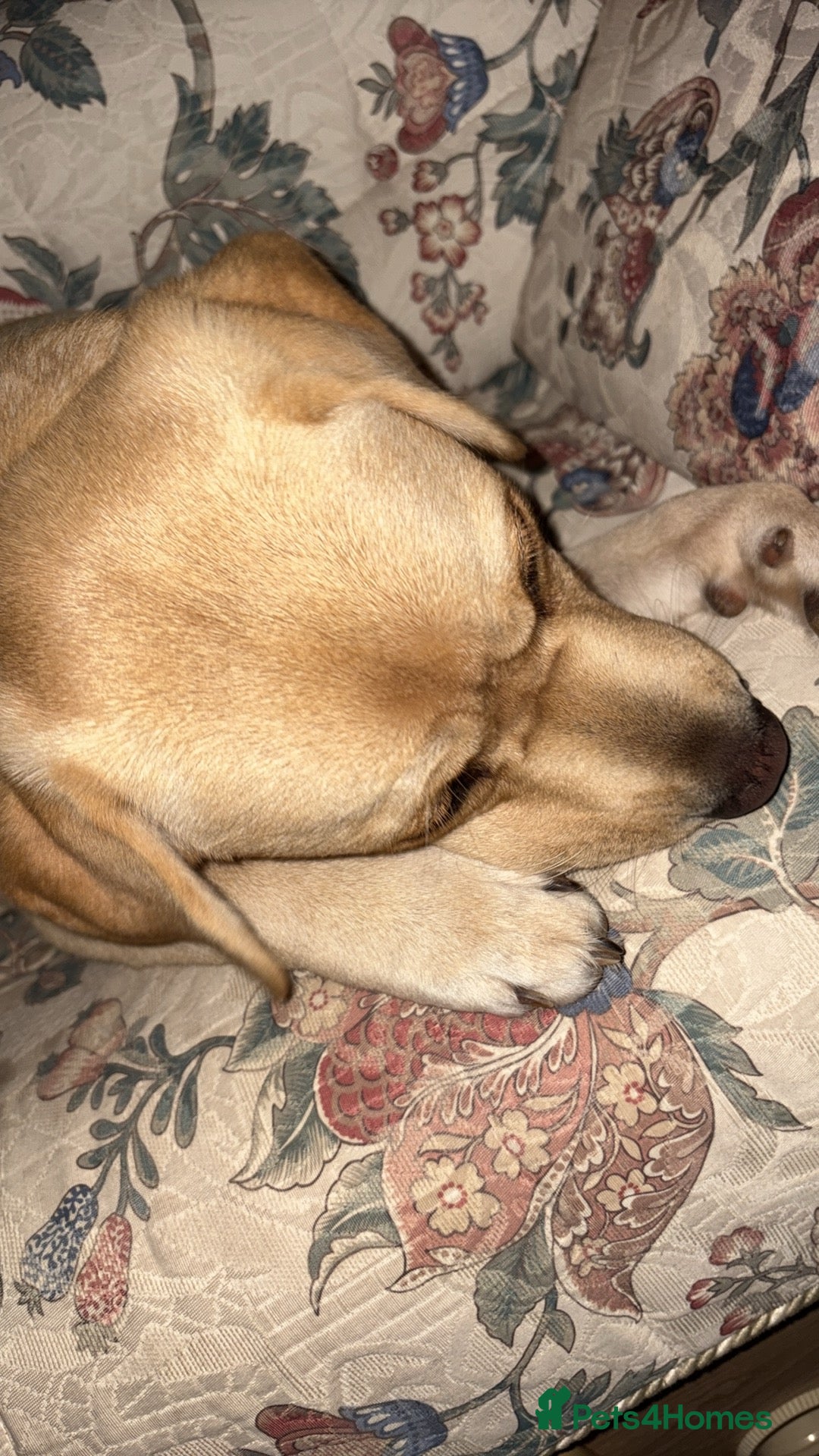 Labrador Retriever dogs for sale: Arlo 10 month old lab  - Advert 8