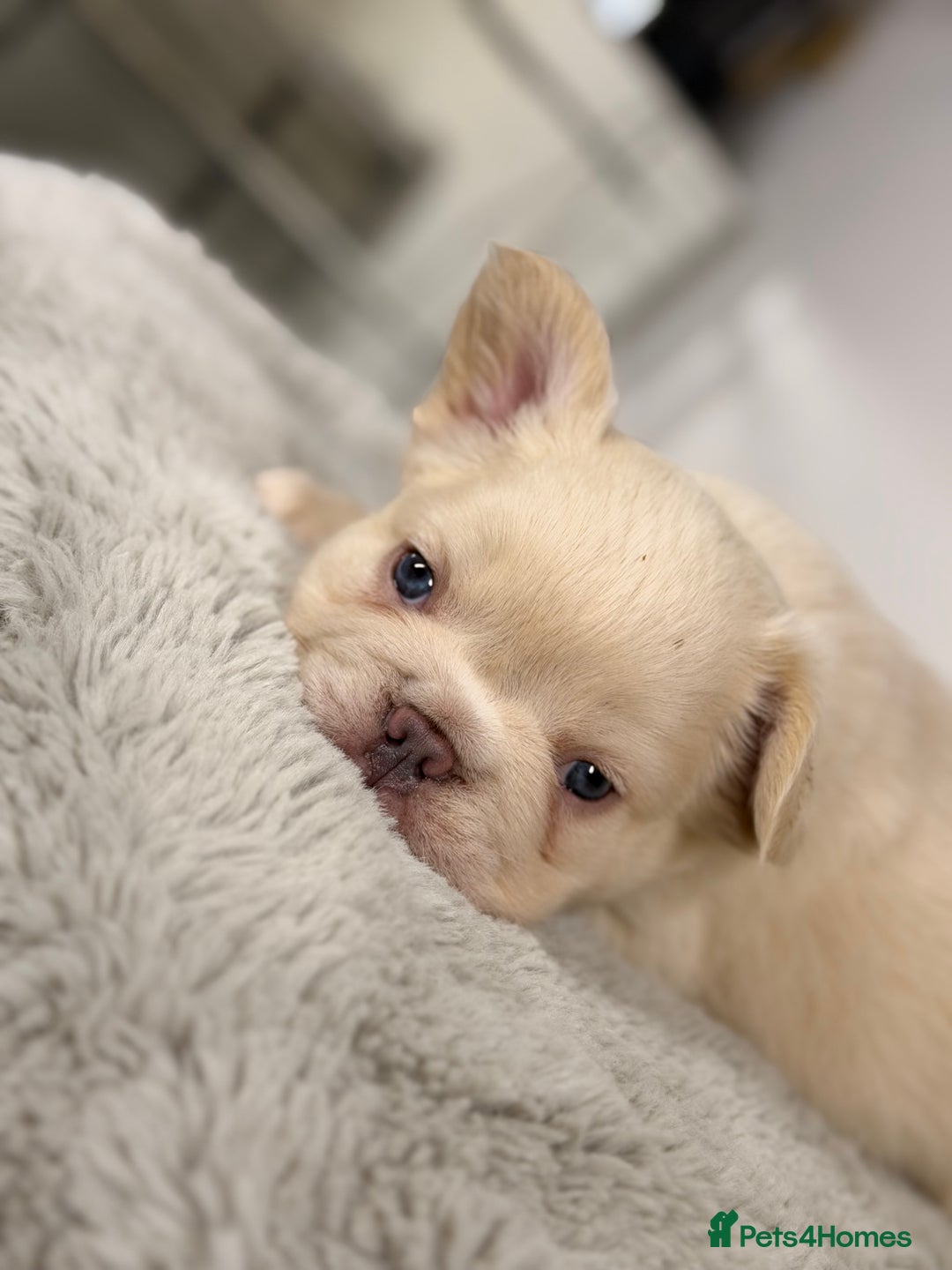 French Bulldog dogs for sale: Full visual outstanding fluffy frenchies - Advert 19