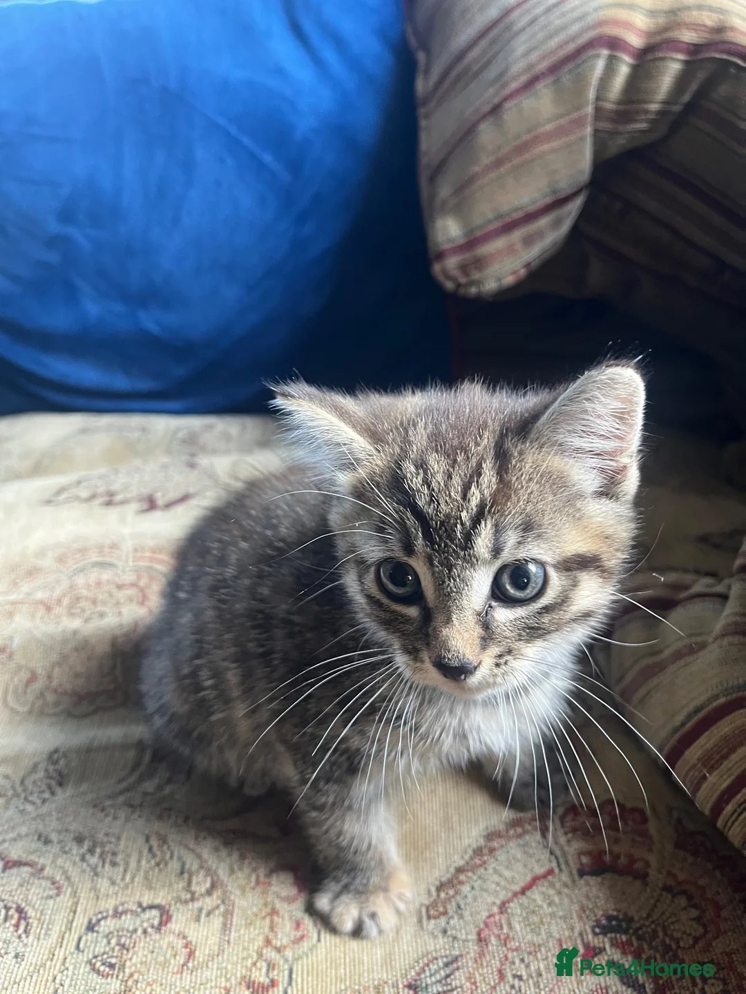 Mixed Breed cats for sale: GORGEOUS FLUFFY KITTEN - Advert 10