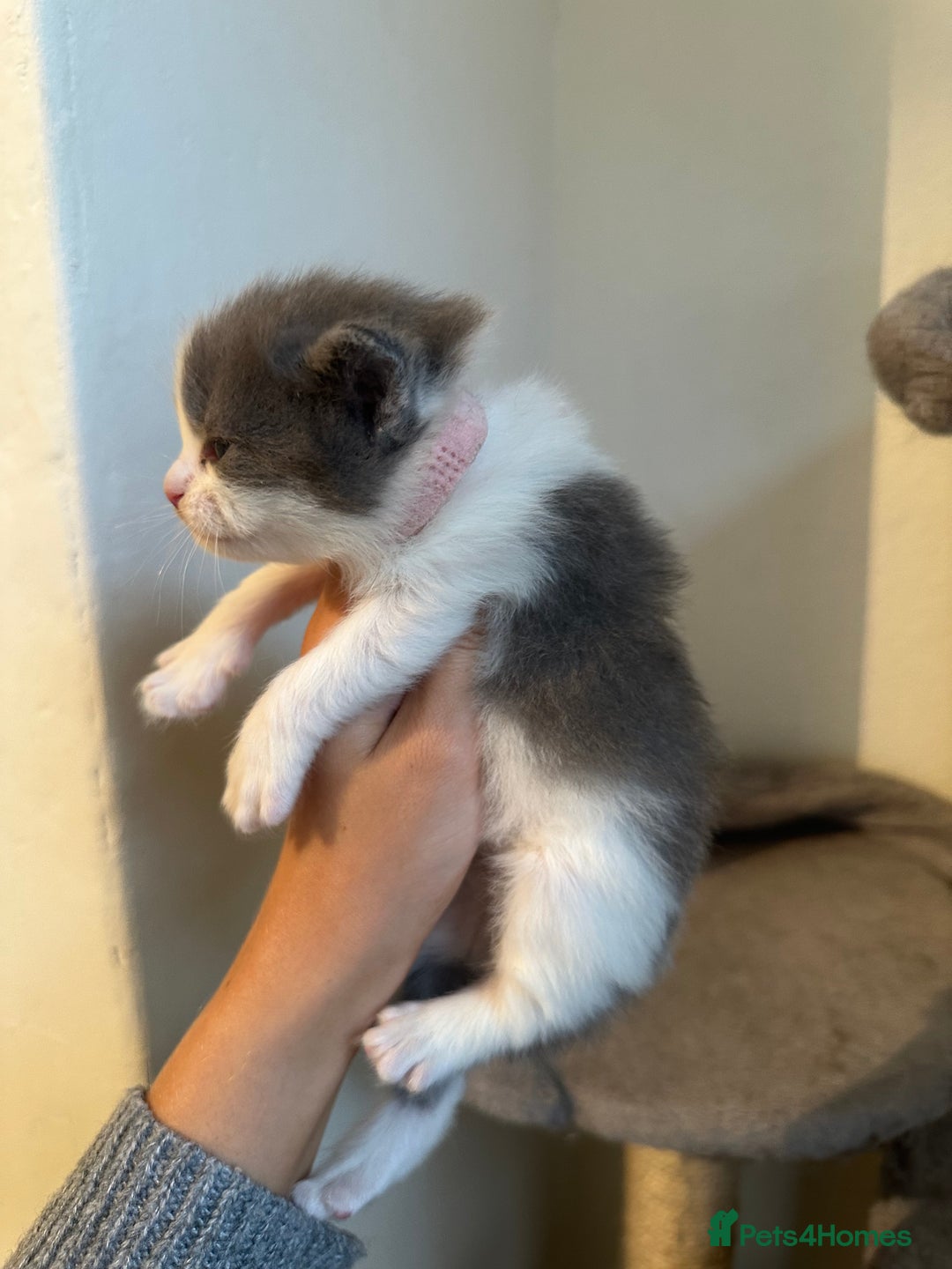 Ragdoll cats for sale: 7 ragdol mix kittens for sale - Image 12