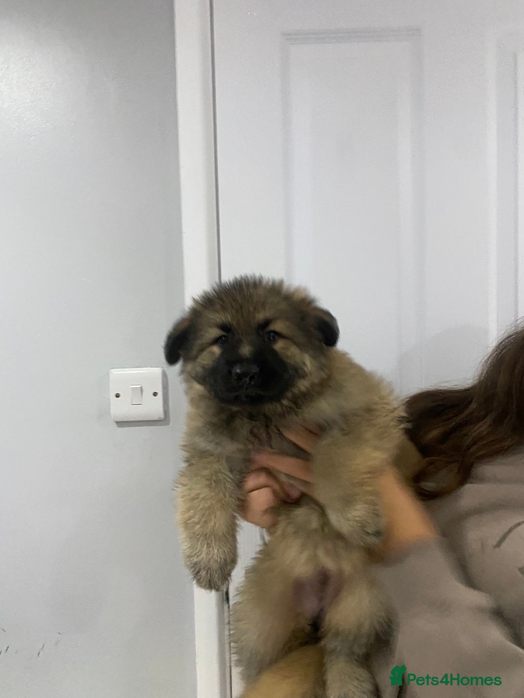 German Shepherd dogs for sale: 5 german shepherd puppies for sale - Image 5