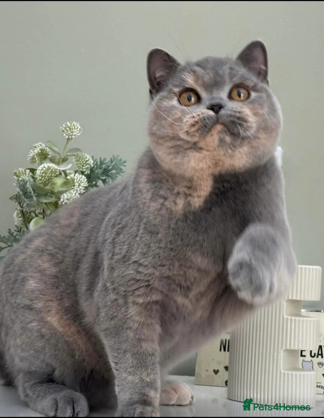 British Shorthair cats for sale: Champion bred Quality kittens   - Advert 10