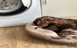 Dachshund dogs for sale: Minnature Long Haired Dachshund puppies  - Image 16
