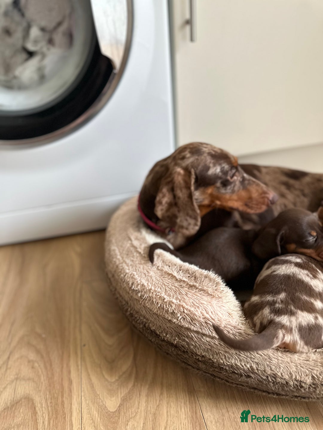 Dachshund dogs for sale: Minnature Long Haired Dachshund puppies  - Image 16