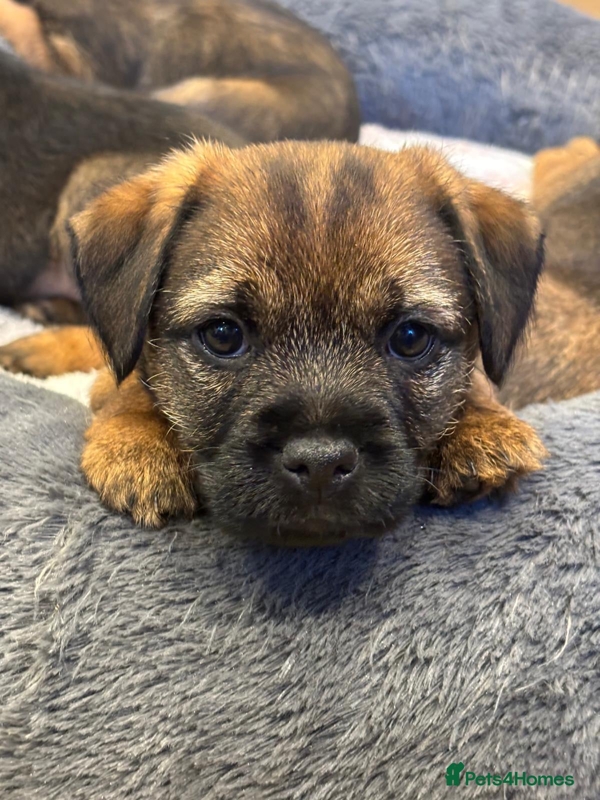 Border Terrier dogs Adorable Border Terrier Puppies-last girl left!🩷  - Advert 12