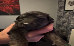 German Shepherd dogs for sale: German shepherd puppies - Image 5
