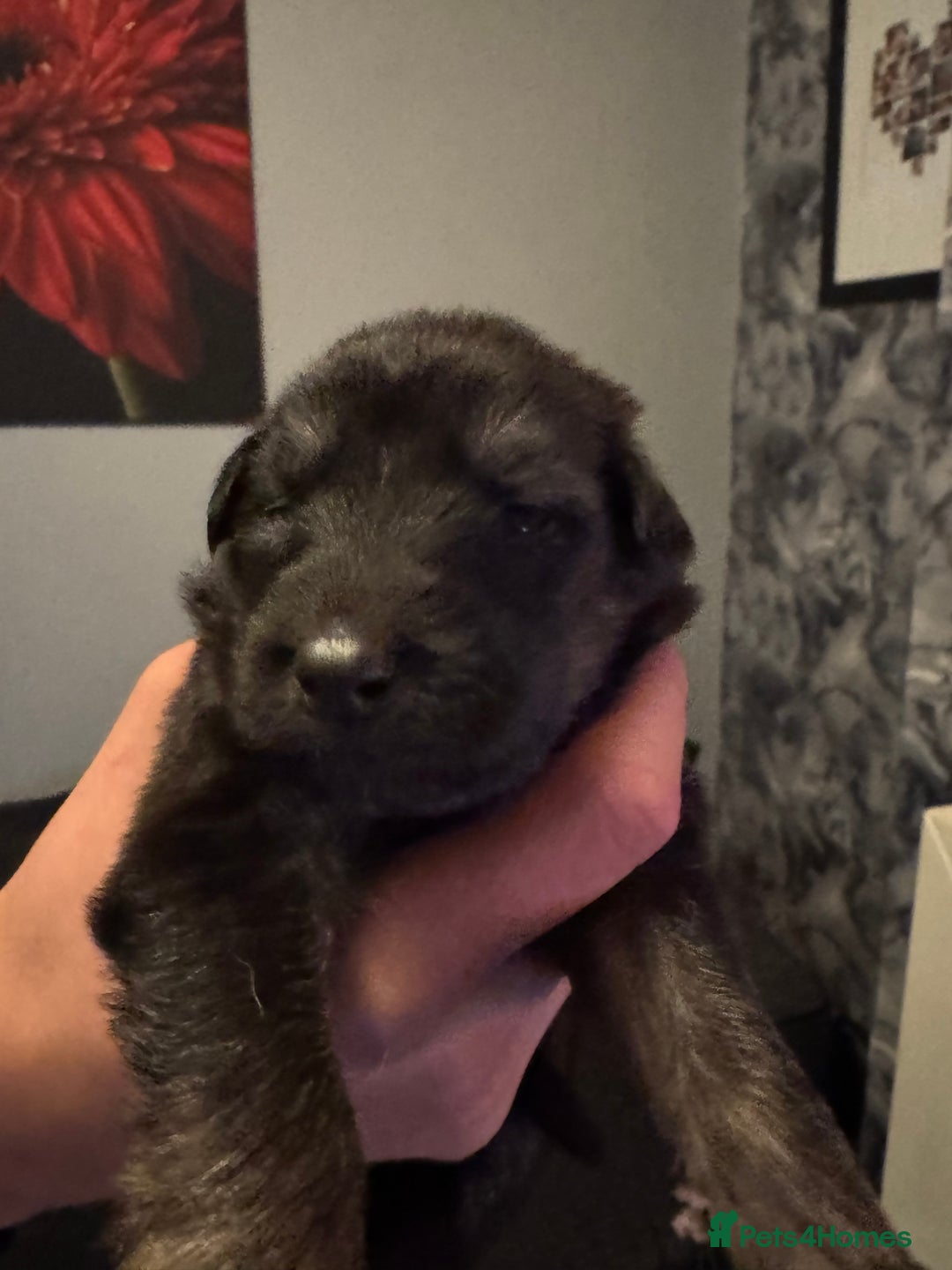 German Shepherd dogs for sale: German shepherd puppies - Image 5