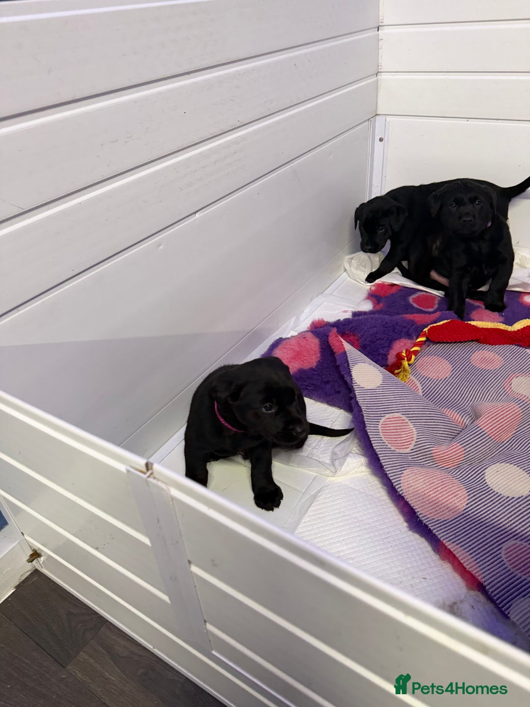 Labrador Retriever dogs for sale: Labradors 6 chunky black boys and 1 little girl - Advert 22