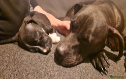 Mixed Breed dogs for sale: Ready to go  - Image 1