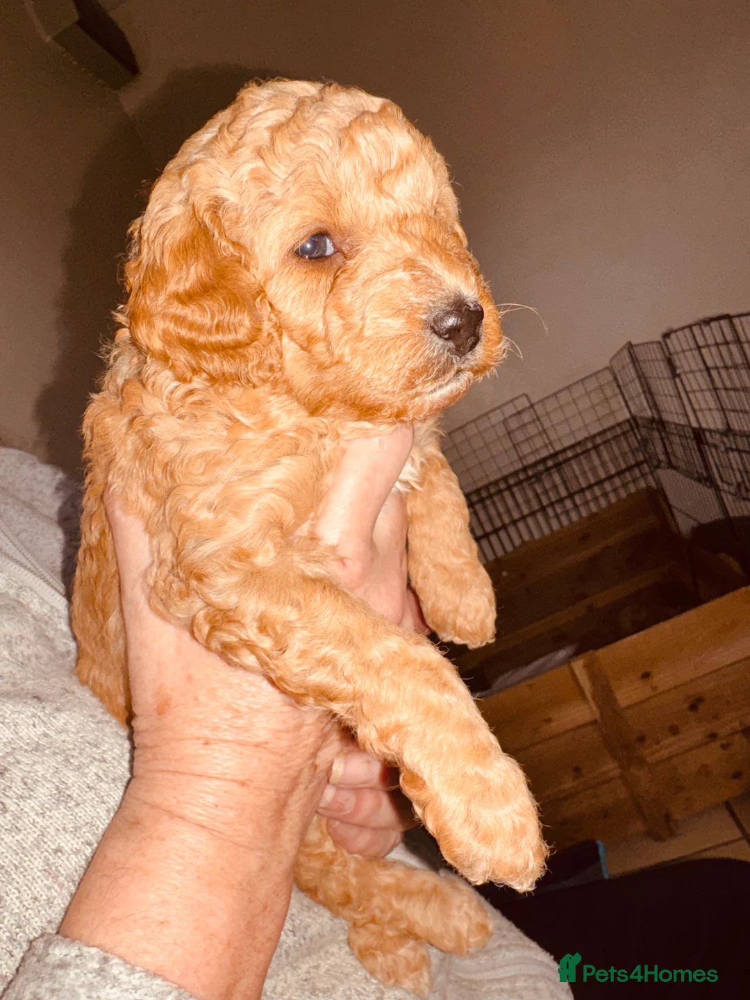 Labradoodle dogs for sale: F2bb labradoodle  - Advert 14