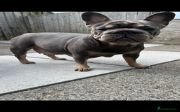 French Bulldog dogs for sale: Beautiful French bulls  - Image 23