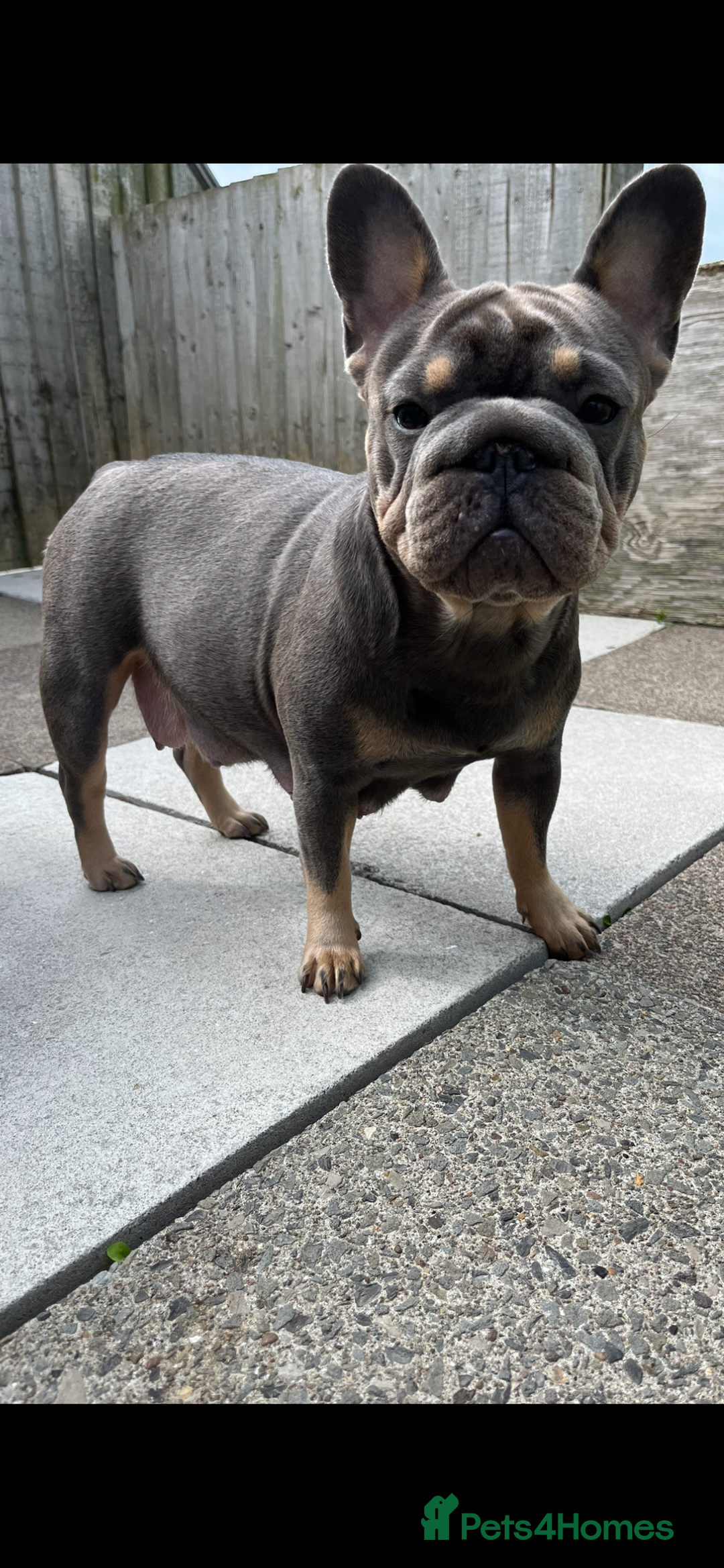 French Bulldog dogs for sale: Beautiful French bulls  - Image 23