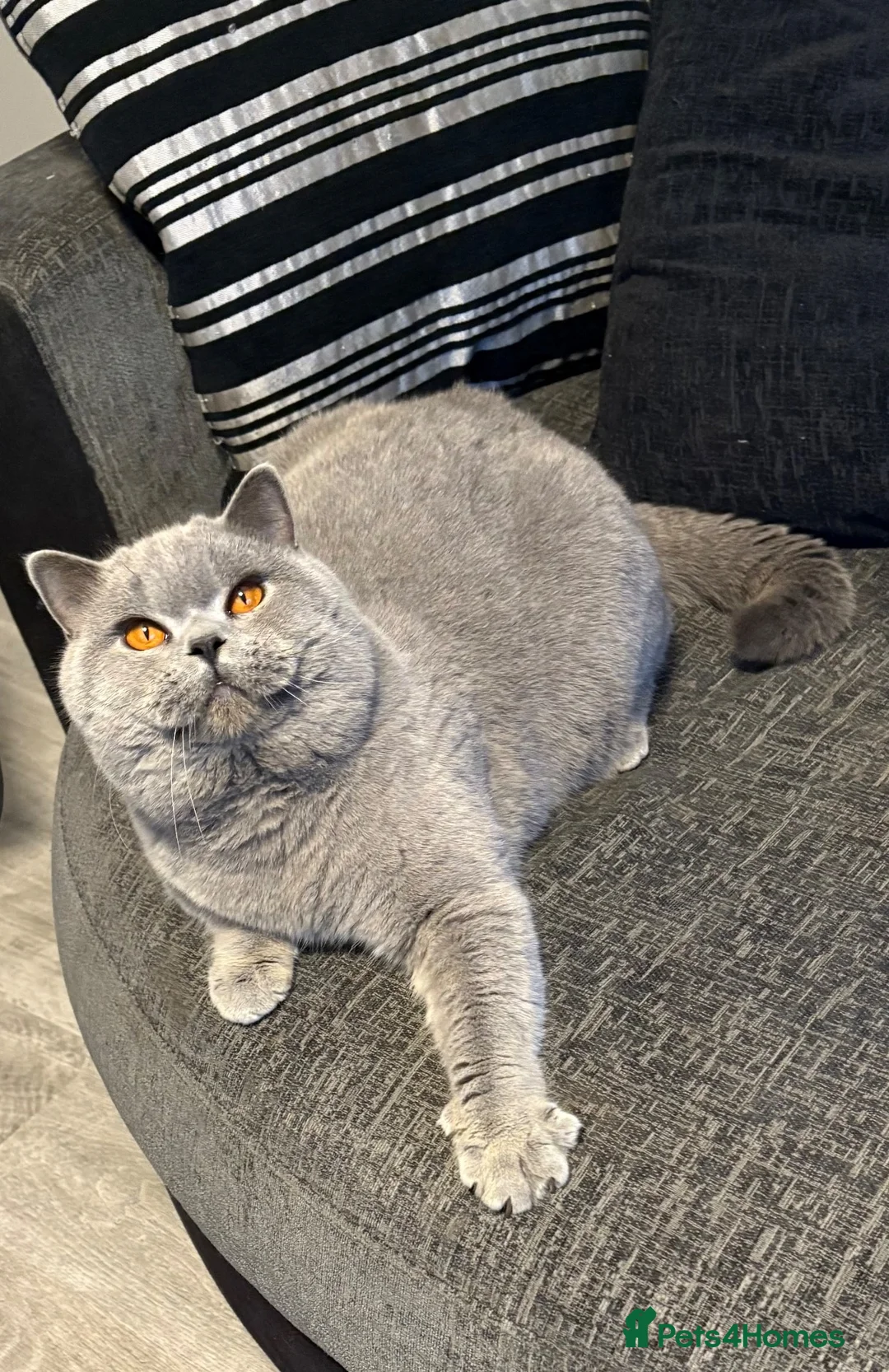 British Shorthair cats for sale: Show quality British Shorthair girl  - Advert 10